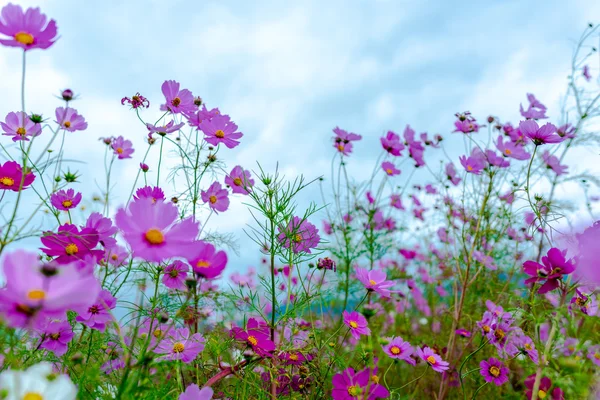 cosmos 3