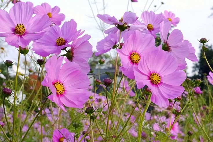 cosmos 4