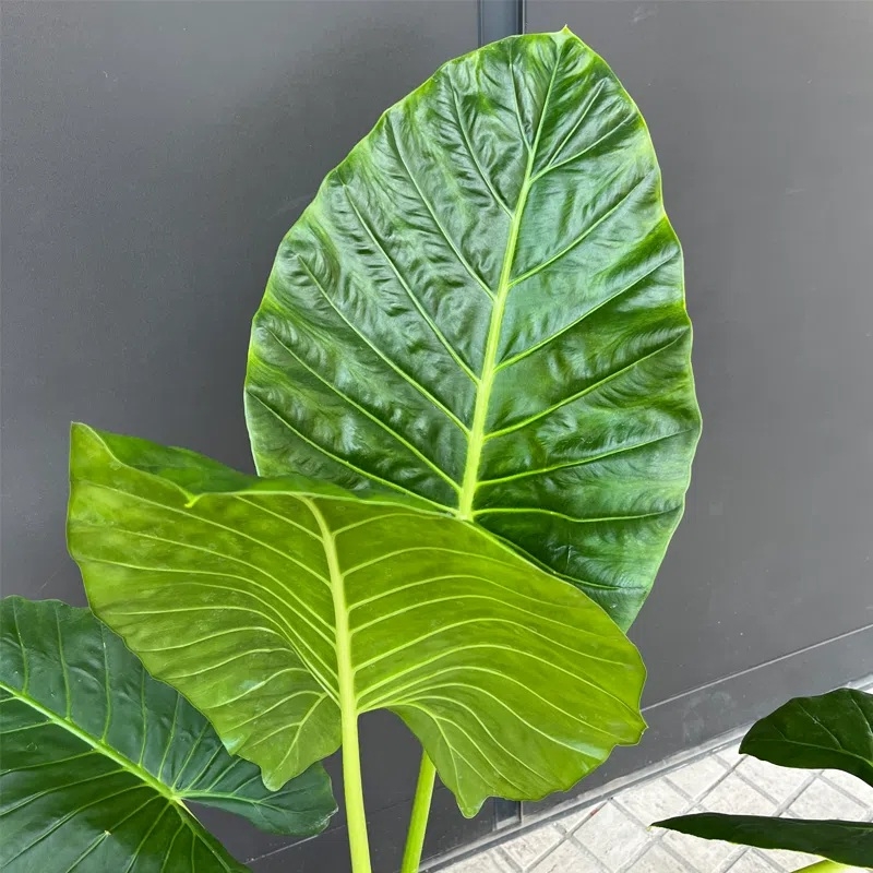 Mantos de eva 4