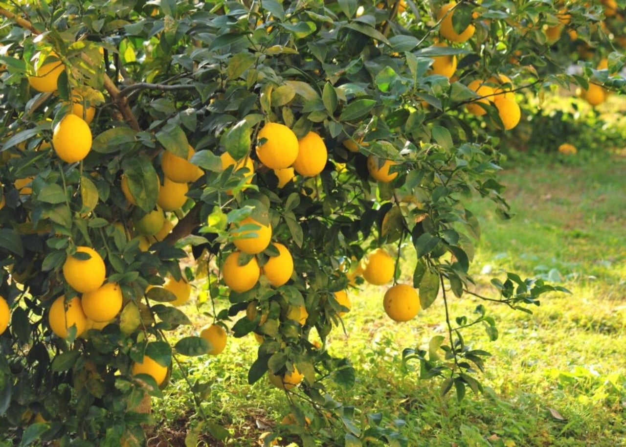 Limonero-1024x731(1)