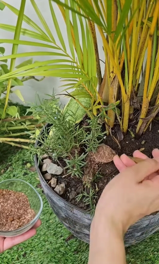 plantas3