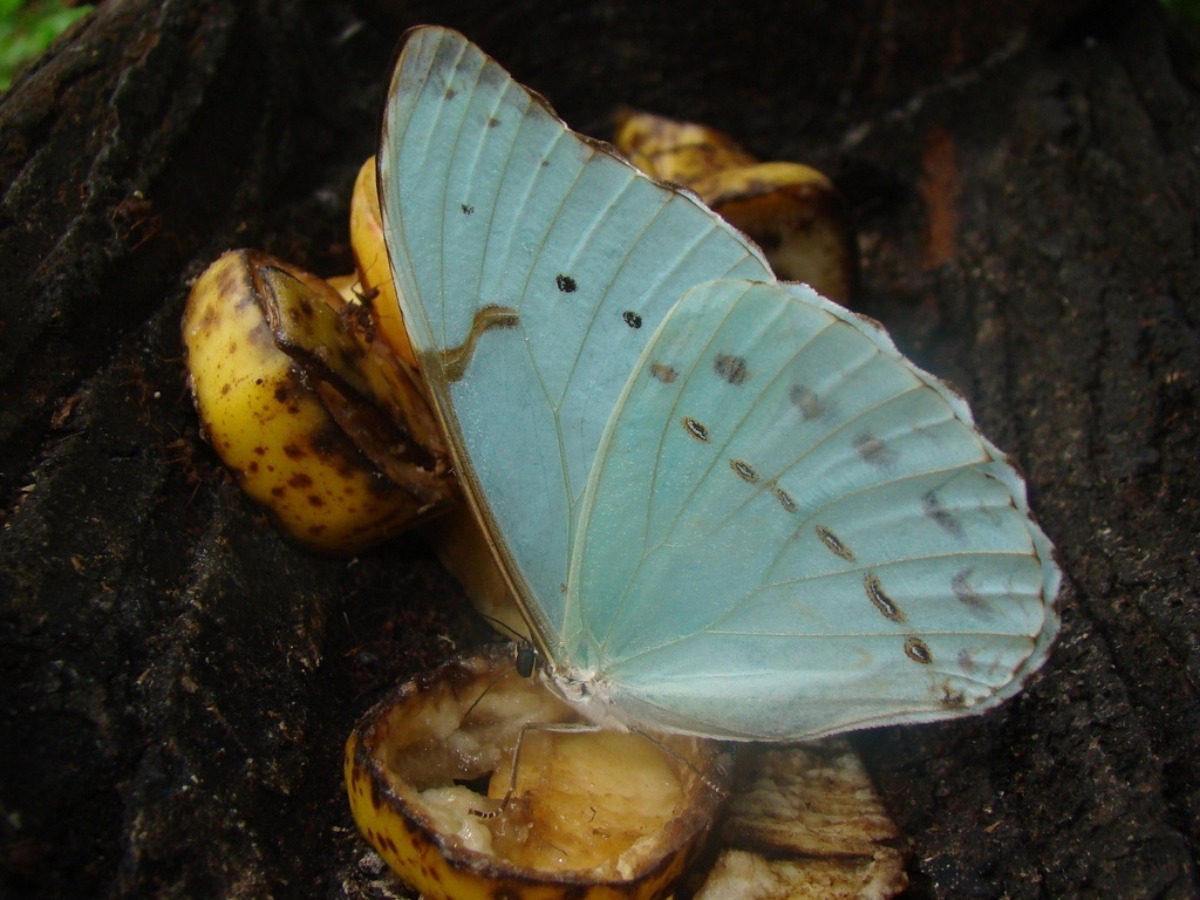 large