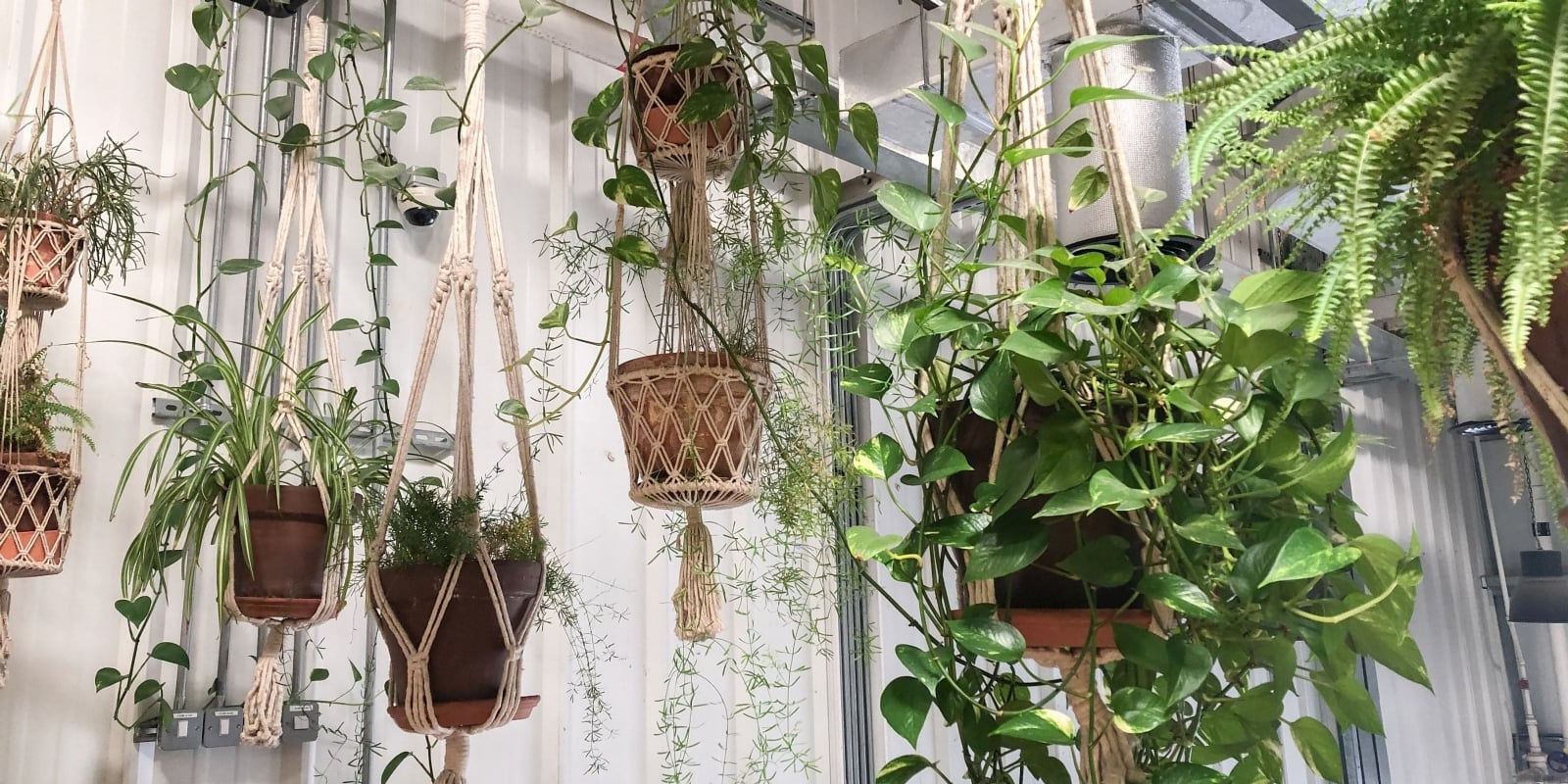 Comprar_plantas_colgantes_de_interior_y_exterior_online_02802be2-2411-4aa6-8872-6cb2fd698af9