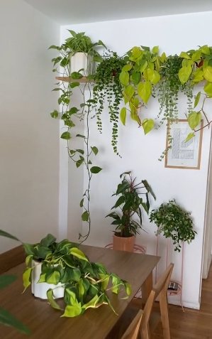 plantas3