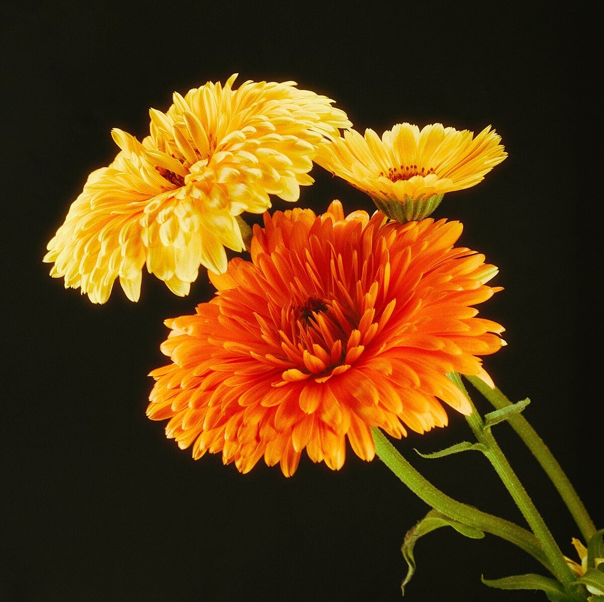Calendula_Flowers-_May_2024