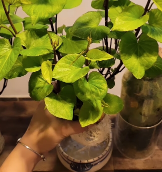 plantas2