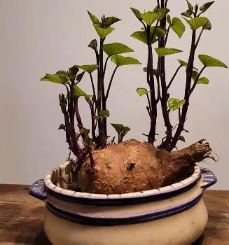 plantas3