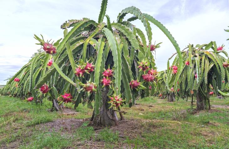 como_plantar_pitaya_49816_orig