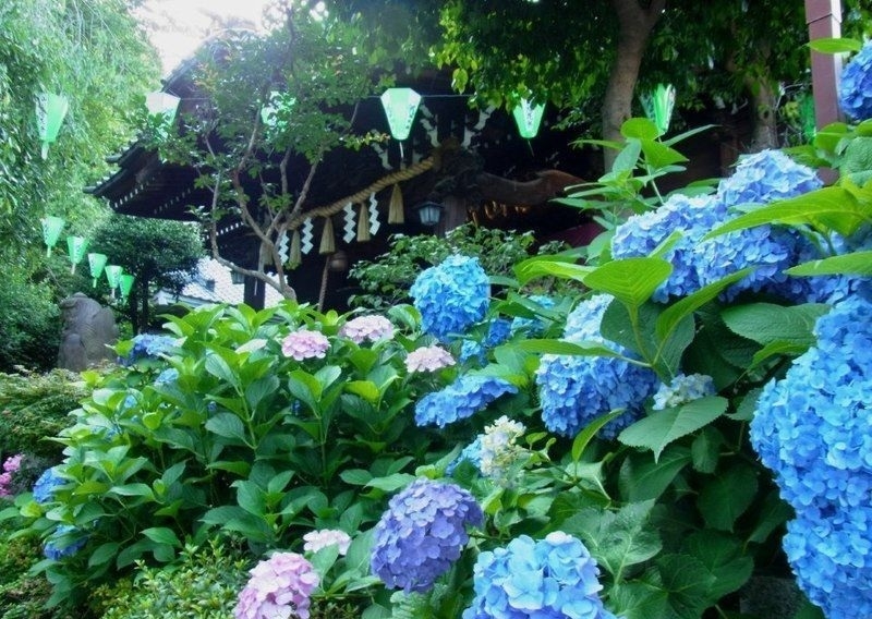 Hortensias p 1