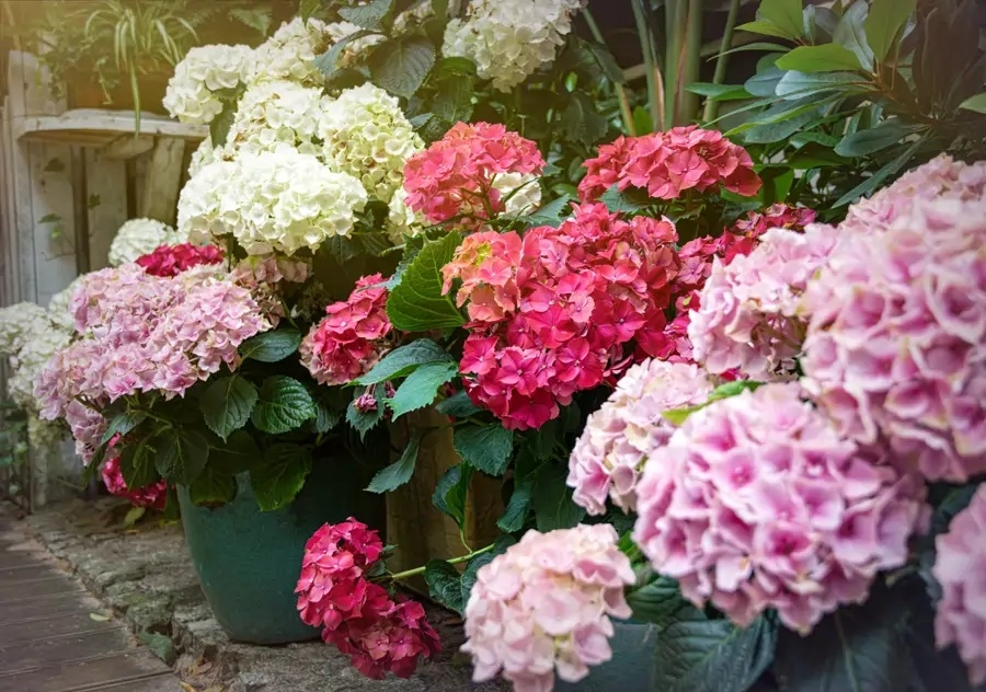 Hortensias p 5