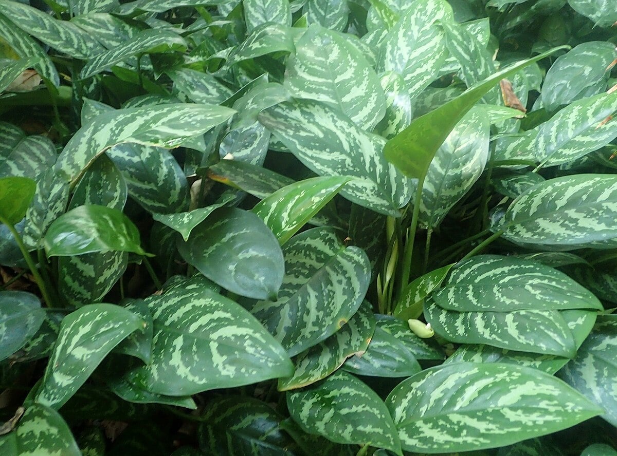 Aglaonema_commutatum_kz1