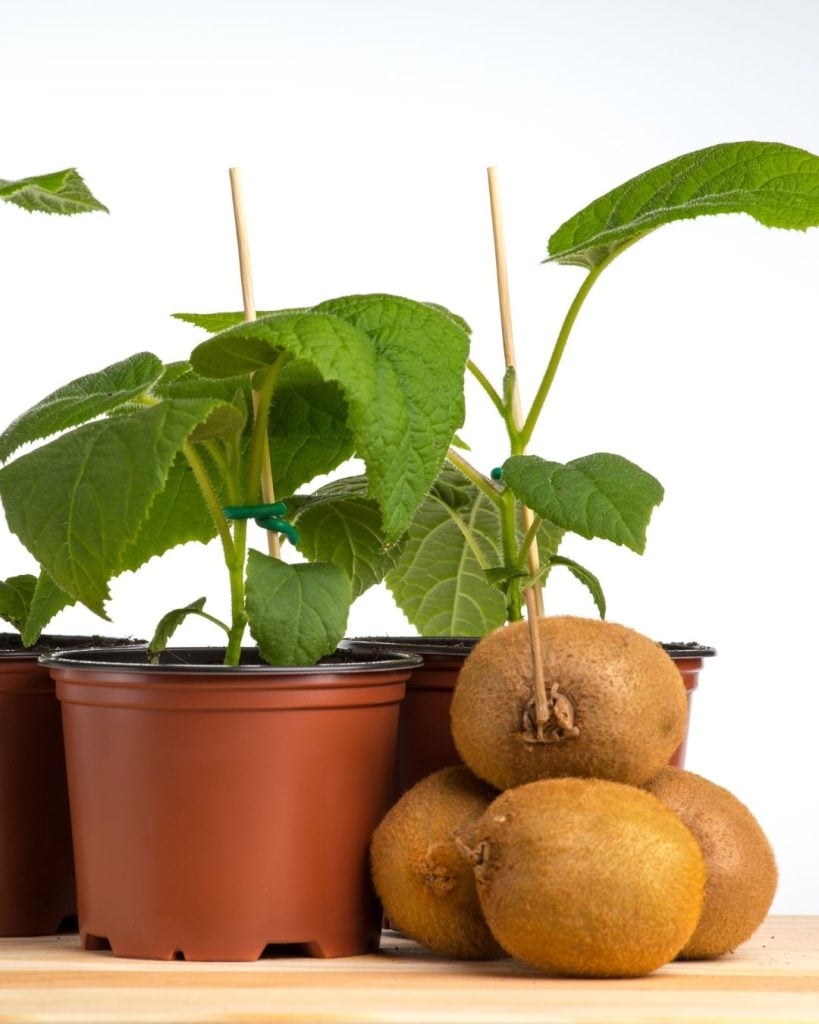 plantas1
