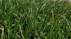 festuca