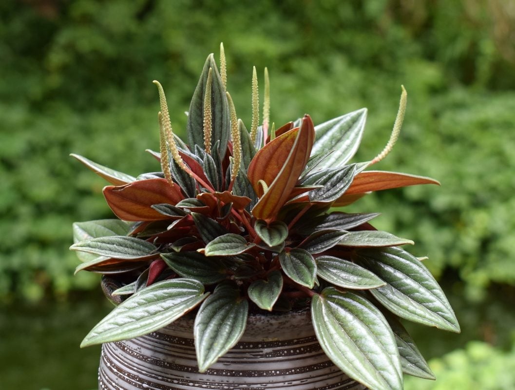 velita 2 fuente sembramos