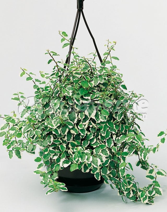ficus rastrero 4 fuente GuíaVerde