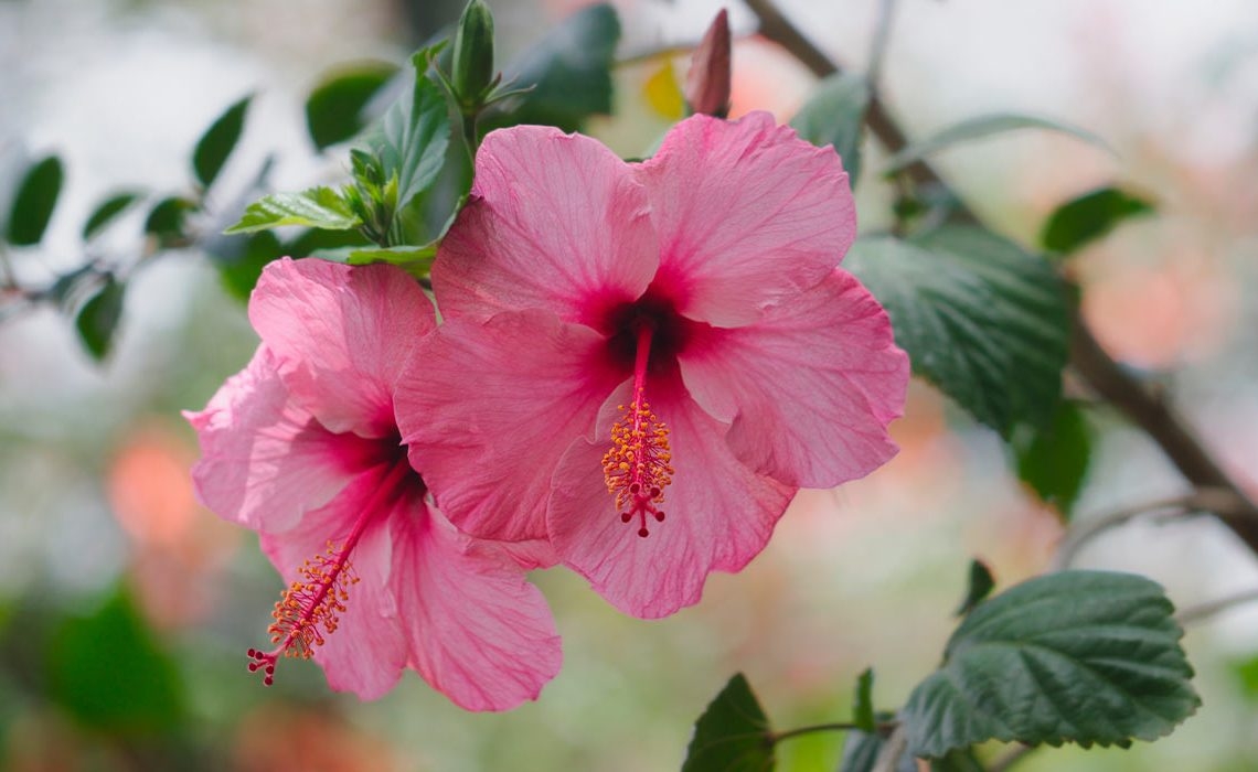 flor de hibiscus 2