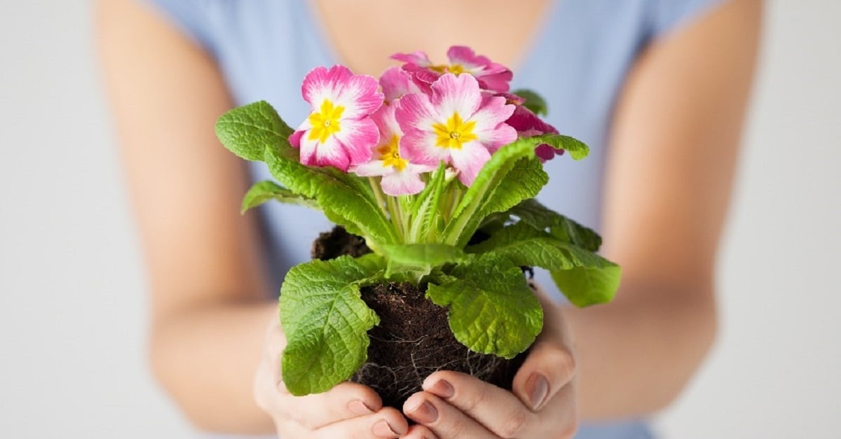 Plantas