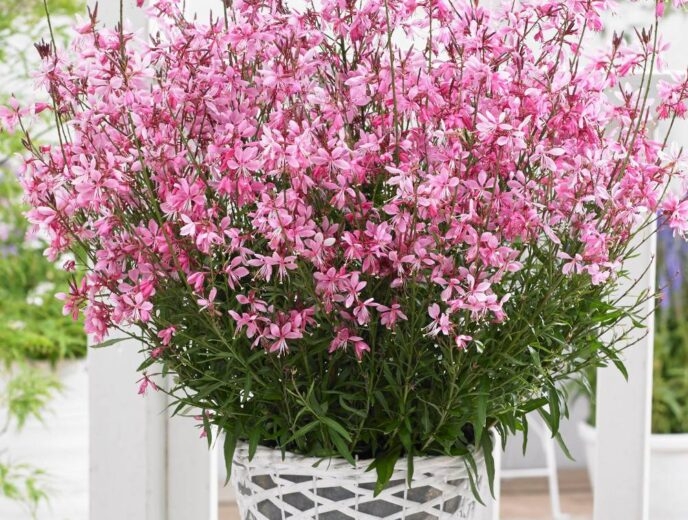 plantas 2 fuente badapedia