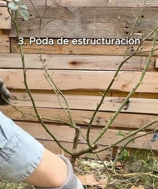 poda999