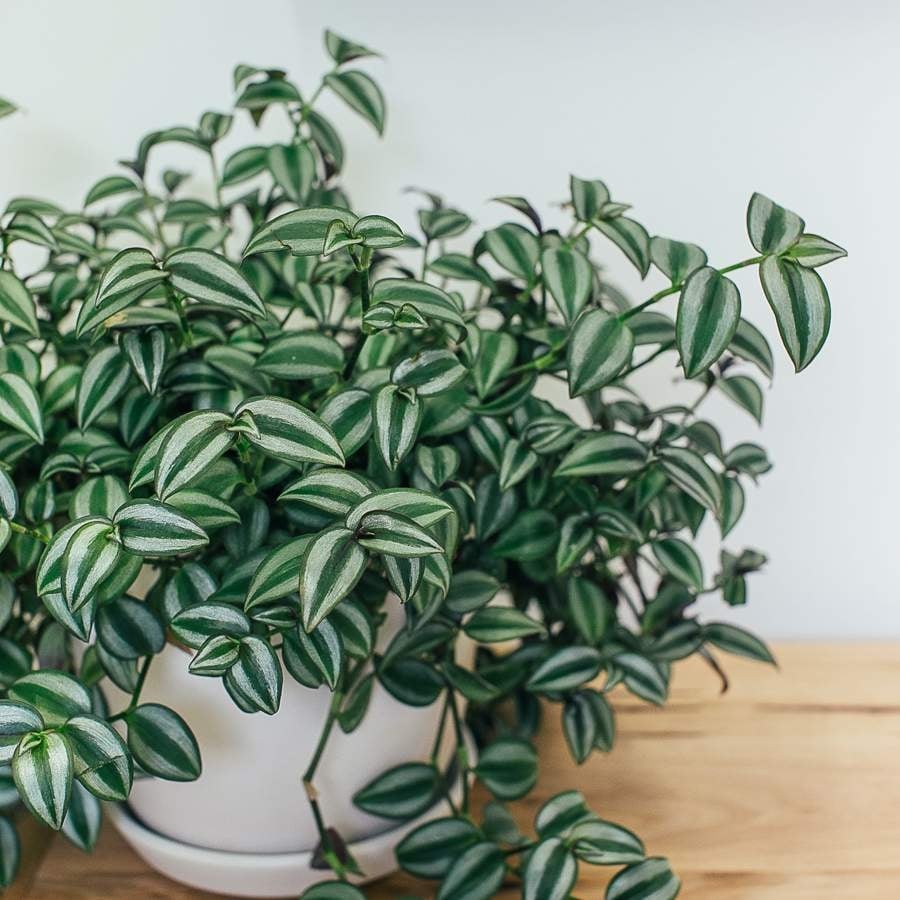 plantas2 fuente el mueble