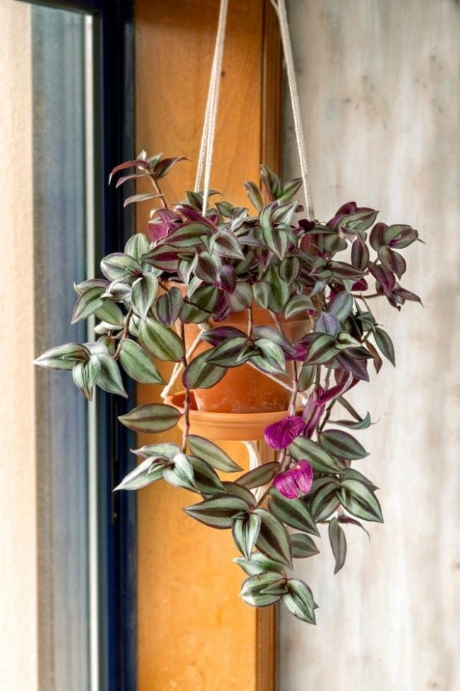 plantas2 verdecora