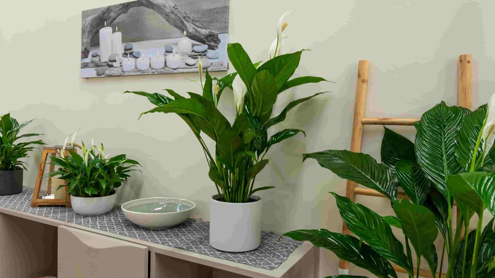 Plantas3