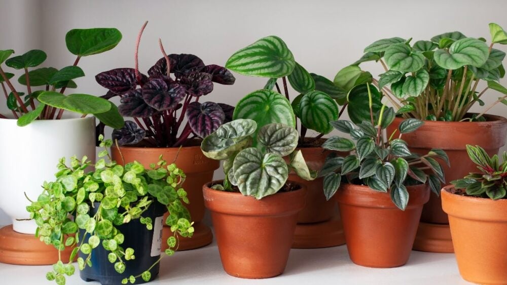 plantas1