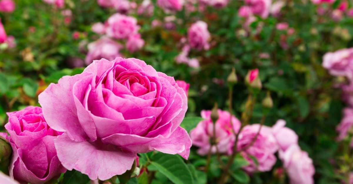 Grow-Roses-Header-OG
