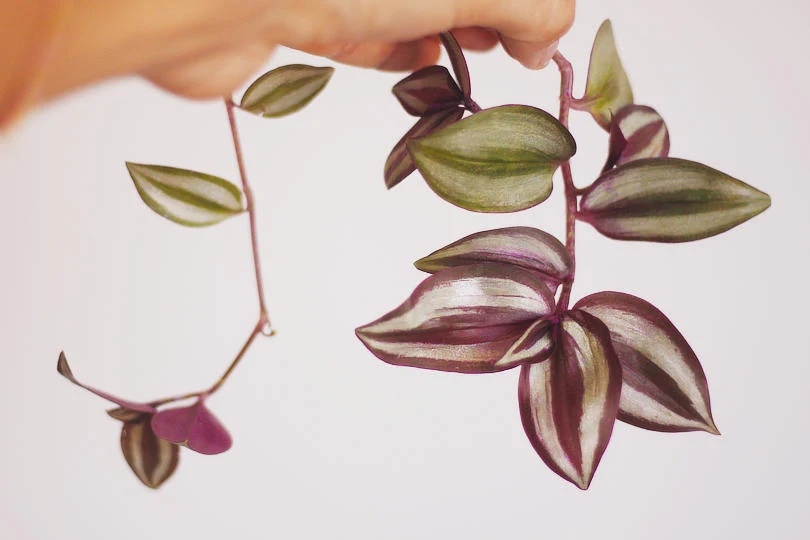 Planta 4