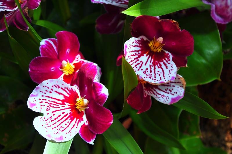 plantas1 fuente Interflora