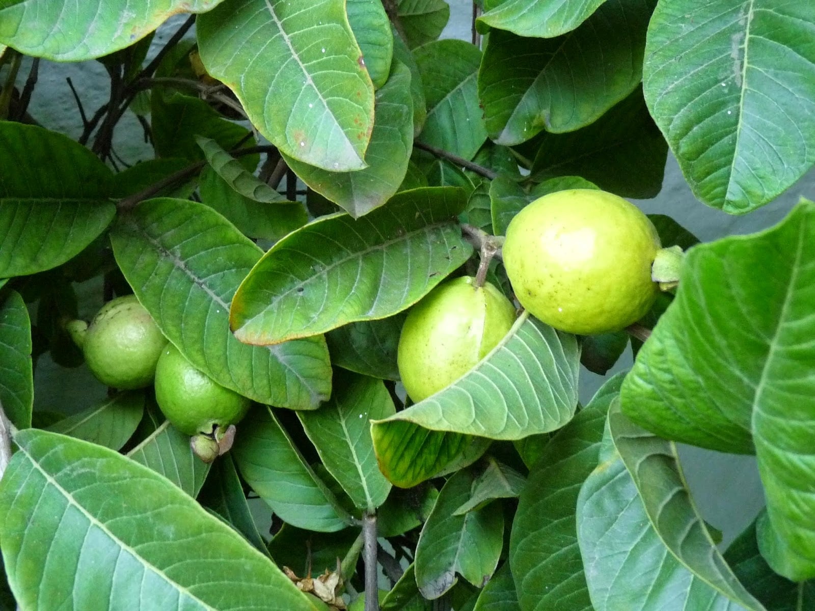 guayabo 7