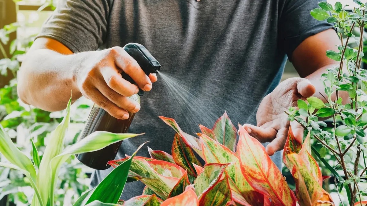 el-vinagre-ayuda-la-ramificacion-y-la-floracionwebp