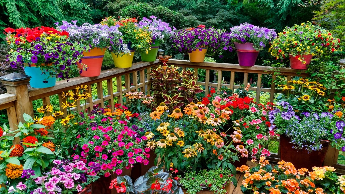 jardin-plantas-1552335961