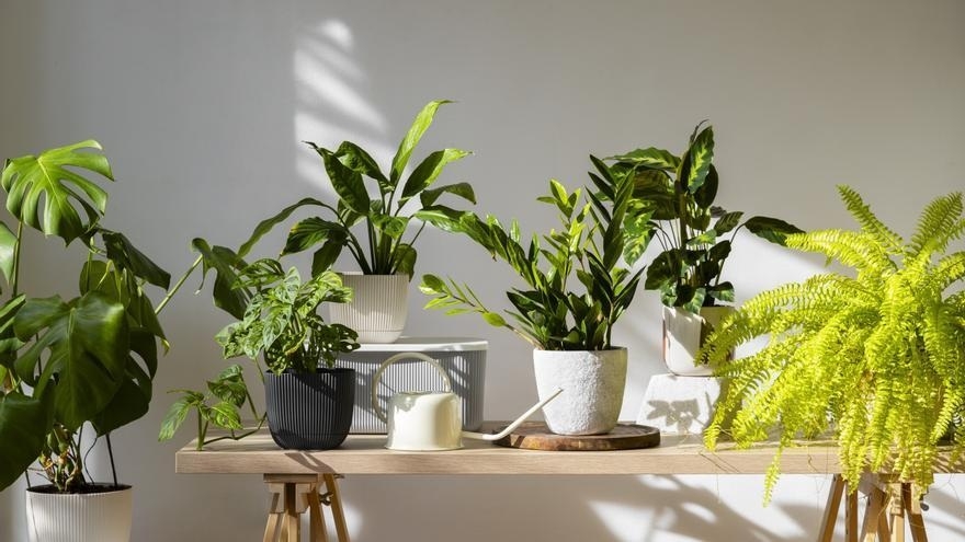 Plantas 2
