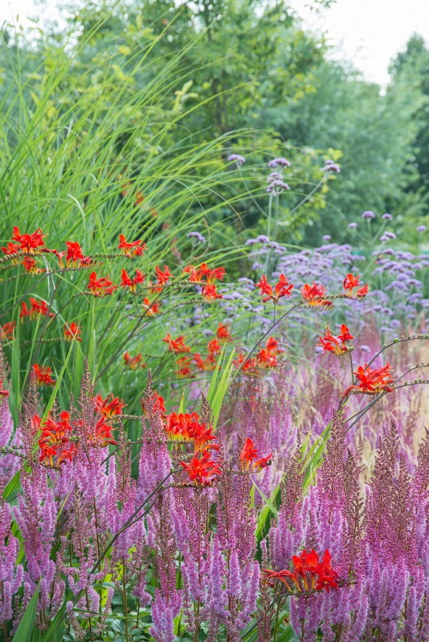 Crocosmia2B2527Lucifer2527252C2BAstilbe2Bchinensis-var.2Btaquetii2B2527Purpurlanze2527252C2BVerbena2Bbonariensis