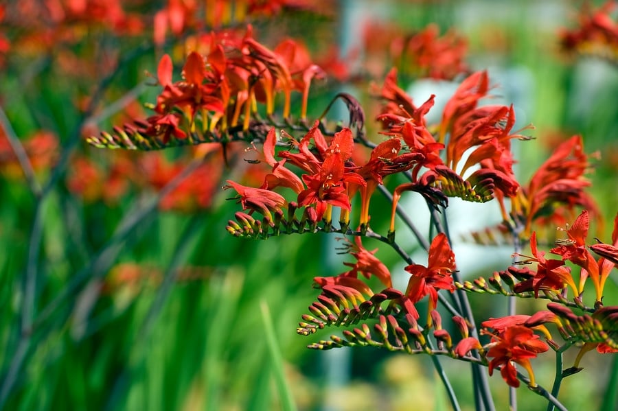 Crocosmia-Crocosmiiflora2527Lucifer2527