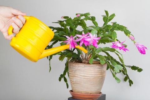santa teresita 2