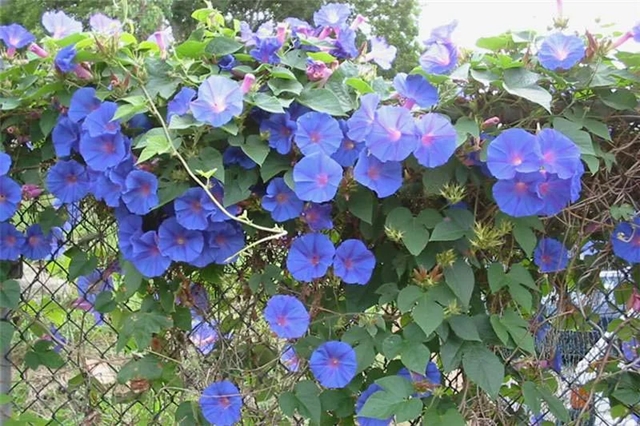 ipomea indica 1