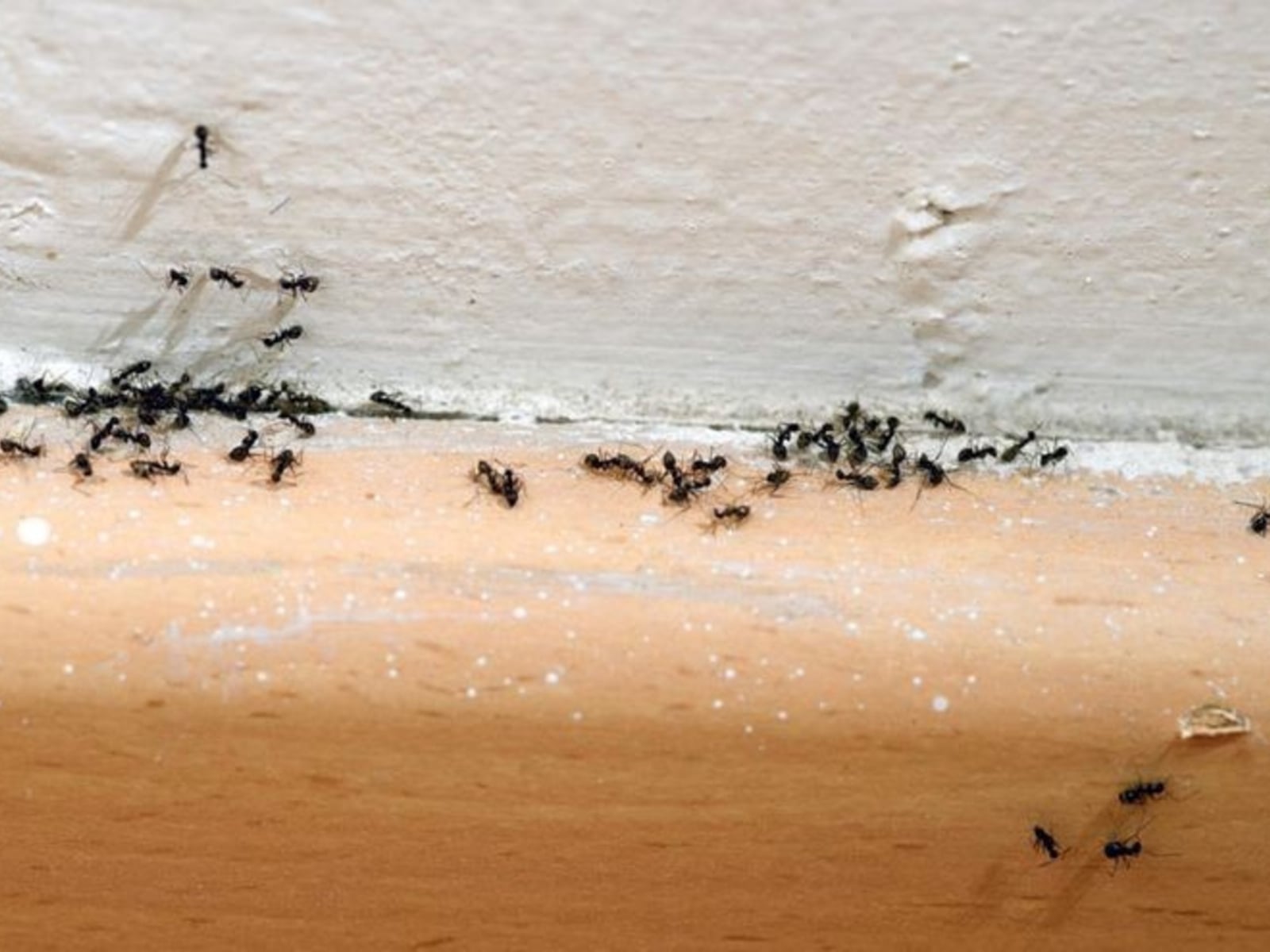 hormigas1