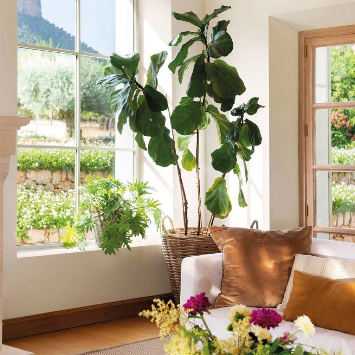 Plantas
