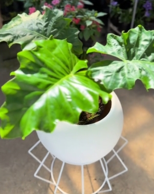 alocasia lechuga fuente huertobonito