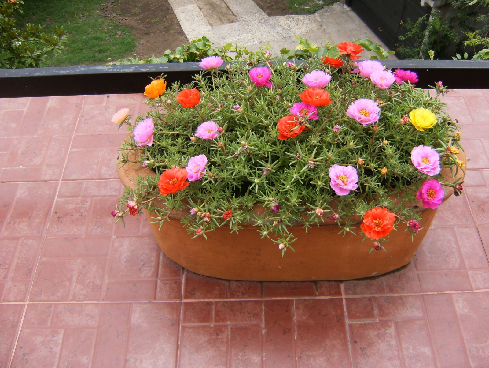 plantas sol