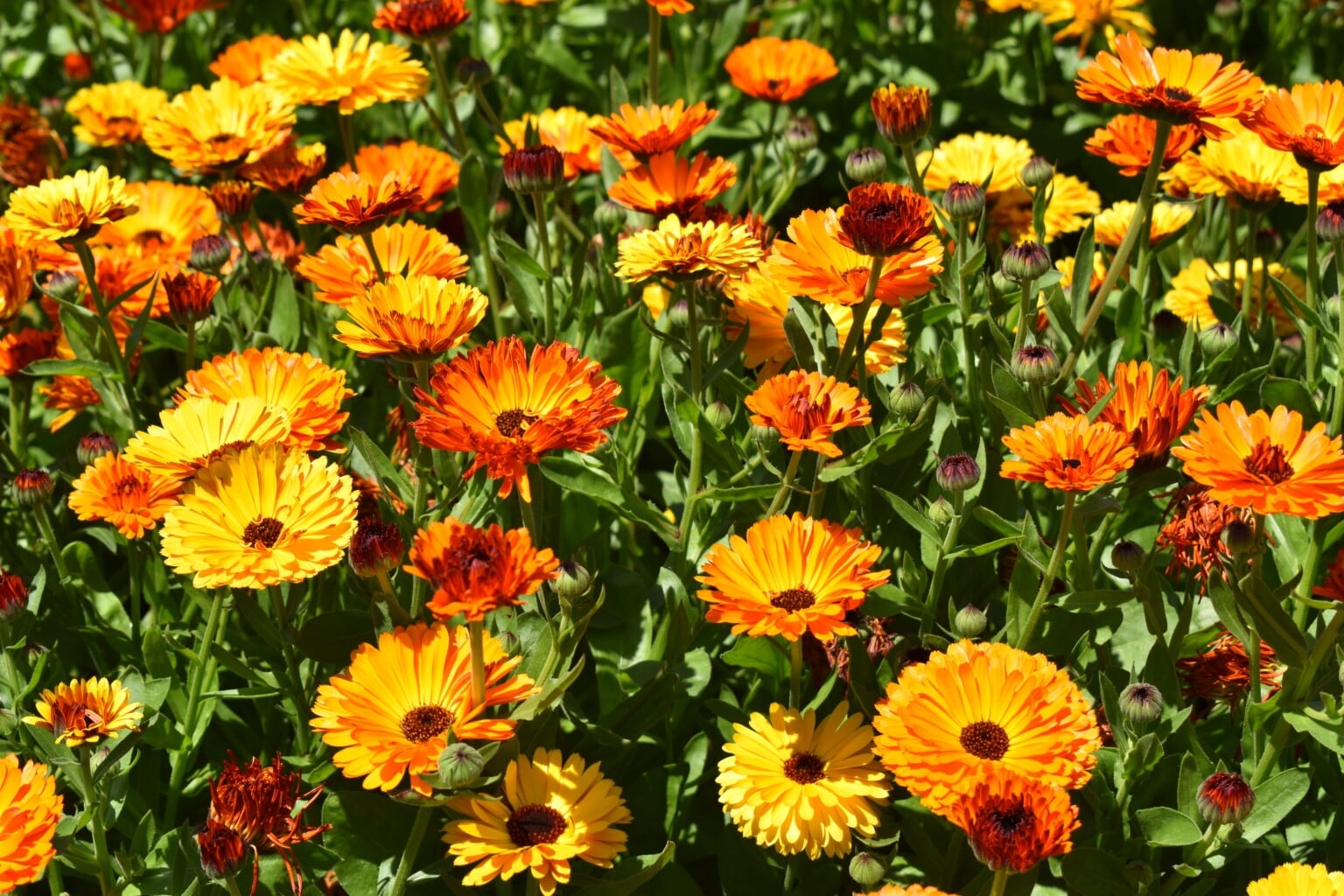 calendula-touch-of-red-klein-2020-2-8
