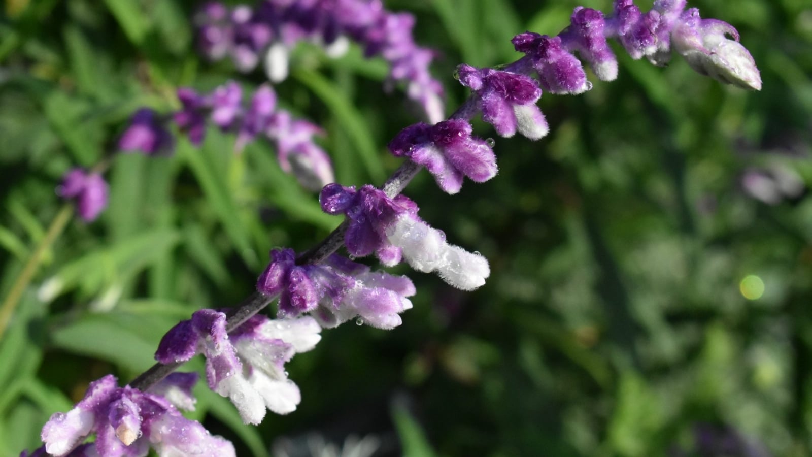 Salvia-leucantha-19830188-F-2000x1125