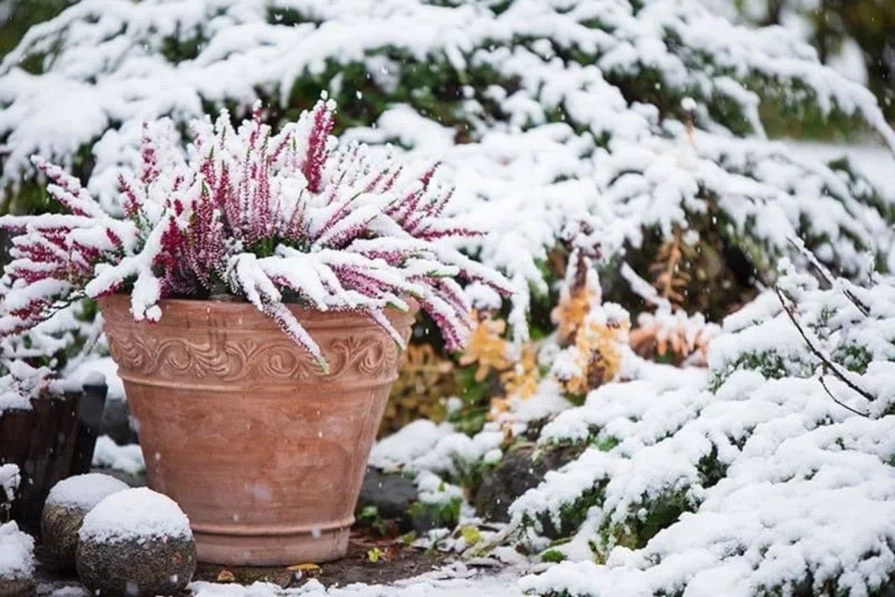 plantas-invierno