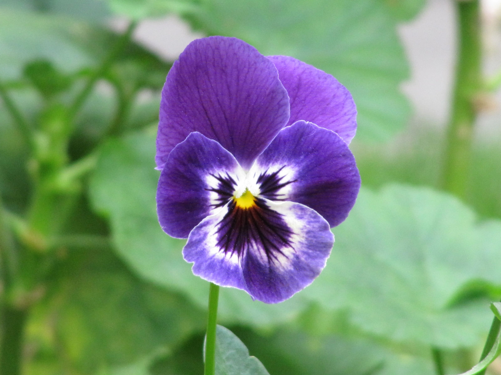 Purple_Flower__Pensamiento__Viola_×_wittrockiana (1)