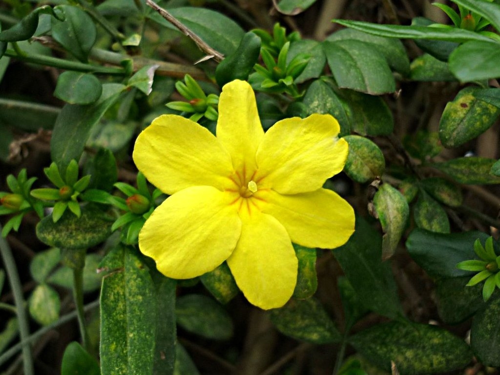 large (2)