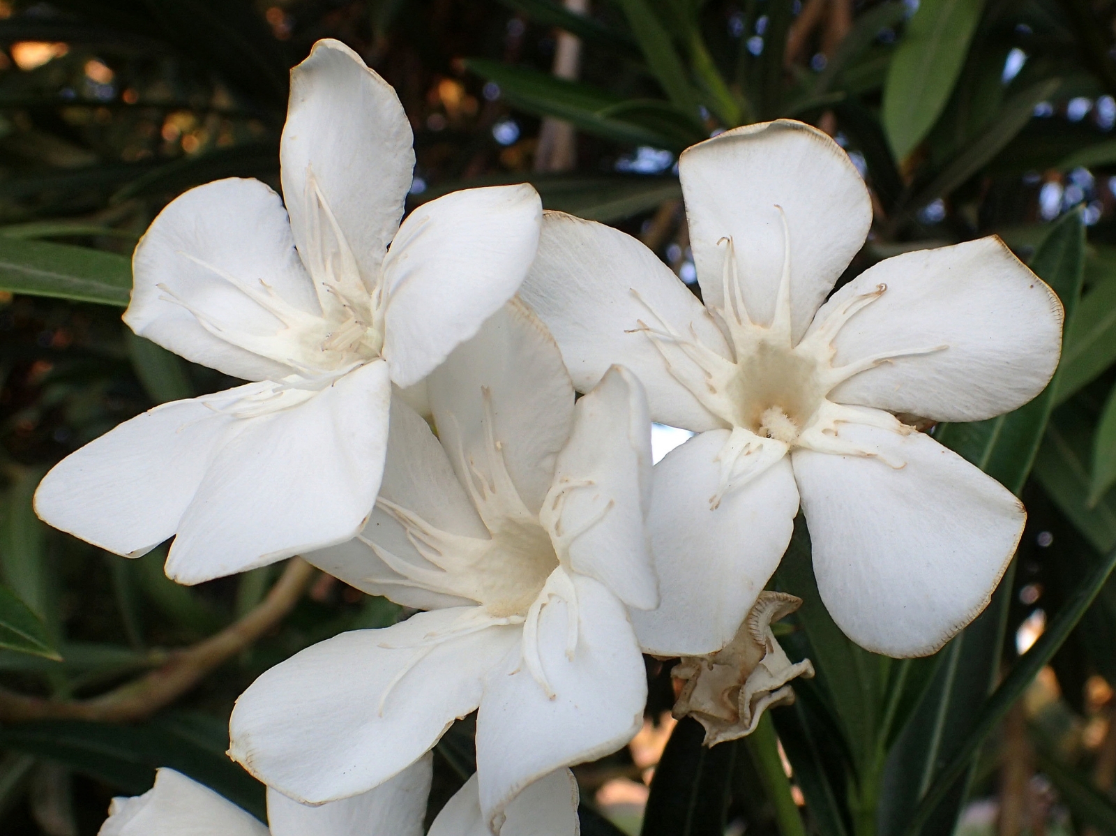 plantas 2 fuente iNaturalist