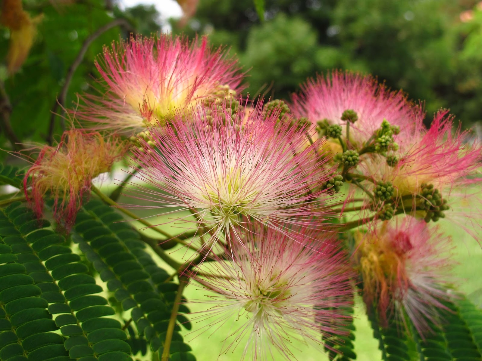 Acacia de Constan