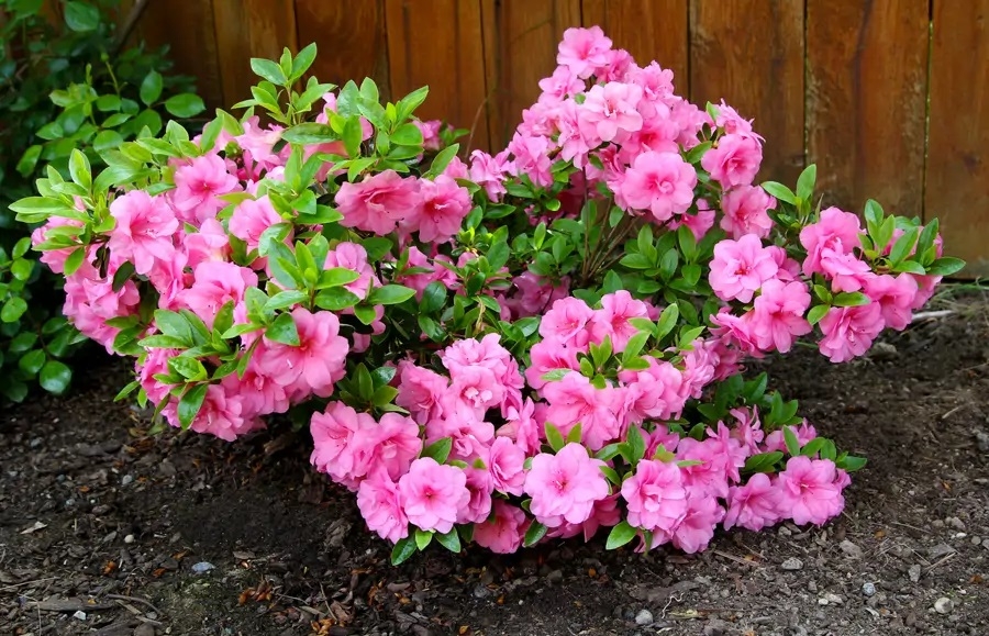 azalea_b5e4da5a_250407070719_900x579
